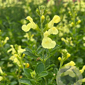 Salvia greggii 'Lemmon Light' GM P9 BIO