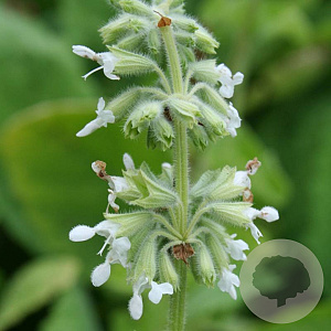 Salvia verticillata 'Alba' GM P9 BIO