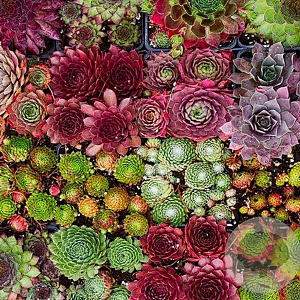 Sempervivum mixed GM P9 BIO