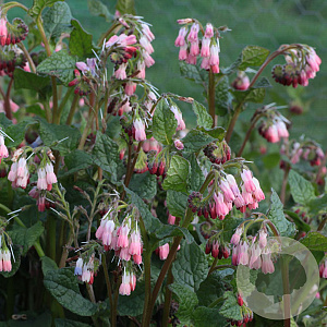 Symphytum grandiflorum 'Hidcote Pink' GM P9 BIO