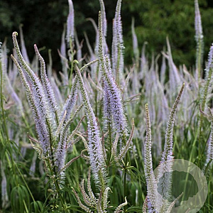 Veronicastrum virginicum 'Lavendelturm' GM P9 BIO