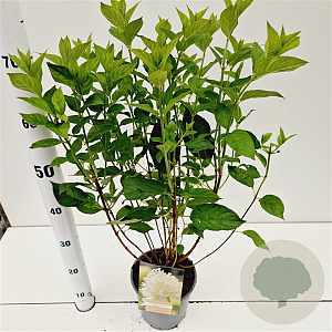 Hydrangea pan. 'Limelight' 40-50 cm 2,5L