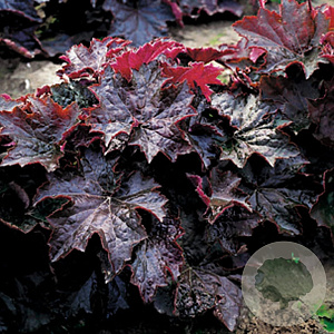 Heuchera m. 'Palace Purple' GM P9