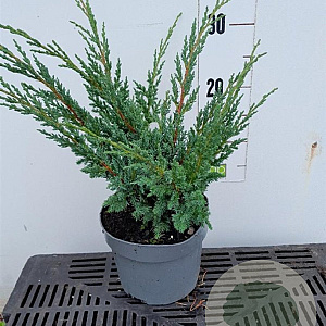 Juniperus chin. 'Blaauw' 20-25 cm 2,0L