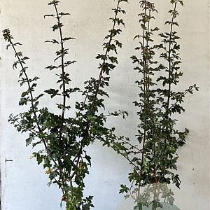 Acer campestre 125-150 cm 7,5L