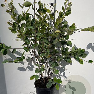 Amelanchier lamarckii 80-100 cm 7,5L