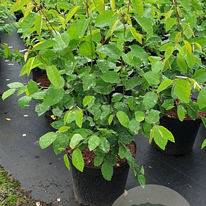 Amelanchier lamarckii 80-100 cm 12L