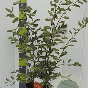 Amelanchier lamarckii 80-100 cm 12L