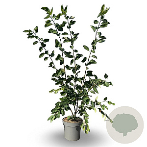 Amelanchier lamarckii 80-100 cm 12L