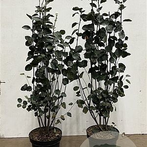 Amelanchier spicata 80-100 cm 7,5L