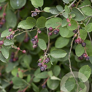 Amelanchier spicata 100-125 cm 7,5L overjarig