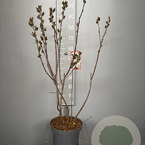 Aronia melanocarpa 80-100 cm 7,5L