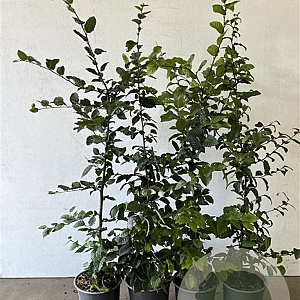 Carpinus betulus 80-100 cm 3,5L