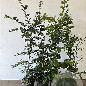 Carpinus betulus 80-100 cm 3,5L