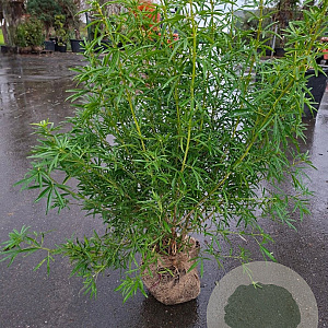 Choisya 'Aztec Pearl' 80-100 cm met kluit