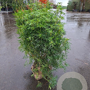 Choisya t. White Dazzler 60-80 cm met kluit