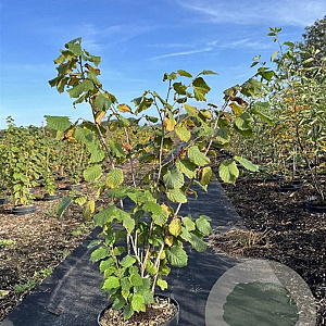 Corylus avellana 60-80 cm 7,5L