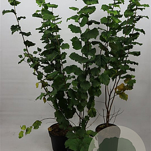 Corylus avellana 125-150 cm 7,5L