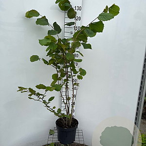 Corylus avellana 125-150 cm 7,5L