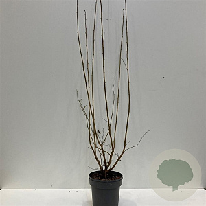 Corylus avellana 125-150 cm 12L