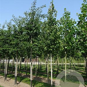 Corylus colurna 125-150 cm 7,5L Gestokt spil