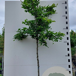 Fagus sylvatica 12-14 cm 45L