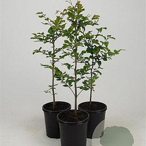 Fagus sylvatica 40-60 cm C1.5