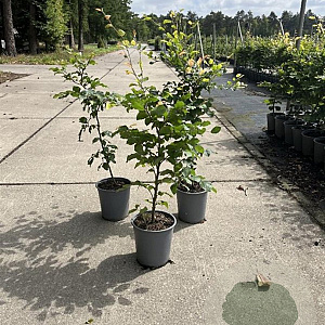 Fagus sylvatica 60-80 cm 3,5L