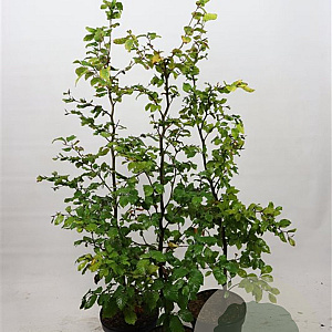 Fagus sylvatica 100-125 cm 7,5L