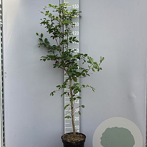 Fagus sylvatica 150-175 cm 7,5L