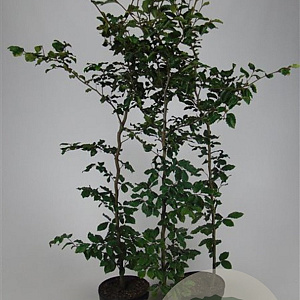 Fagus sylvatica 150-175 cm 7,5L