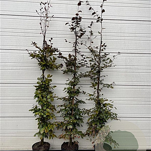 Fagus syl. 'Atropunicea' 150-175 cm 12L