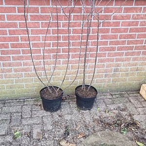 Frangula alnus 100-125 cm 7,5L