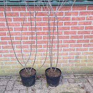 Frangula alnus 100-125 cm 7,5L