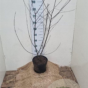 Frangula alnus 100-125 cm 7,5L