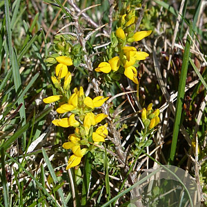Genista anglica 20-30 cm 2,0L overjarig autochtoon