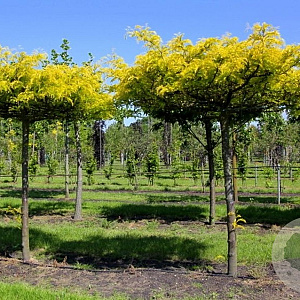 Gleditsia triac. 'Skyline' 12-14 HO 45L dakvorm 250 cm stam vierkant