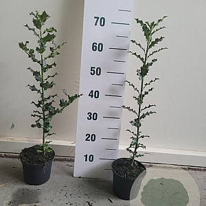 Ilex aquifolium 20-40 cm 2,0L overjarig