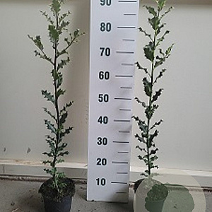 Ilex aquifolium 40-60 cm 5,0L overjarig