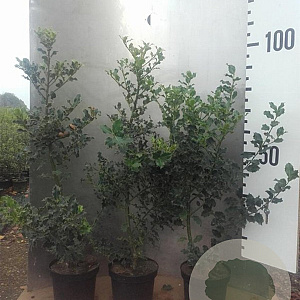 Ilex aquifolium 80-100 cm 5,0L