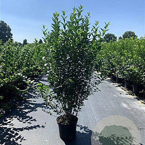 Ligustrum ovalifolium 100-125 cm 12L