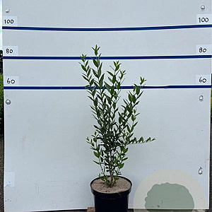 Ligustrum vulg. 'Atrovirens' 60-80 cm 7,5L