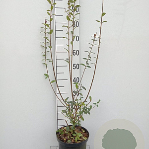 Ligustrum vulg. 'Atrovirens' 80-100 cm 5,0L