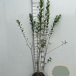 Ligustrum vulg. 'Atrovirens' 100-125 cm 5,0L