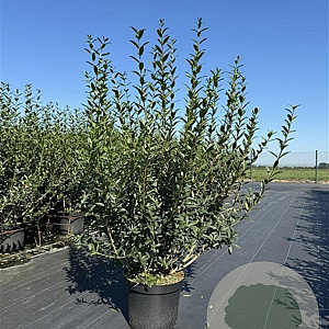 Ligustrum vulg. 'Atrovirens' 100-125 cm 12L