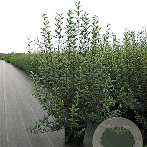 Ligustrum vulg. 'Atrovirens' 125-150 cm 12L