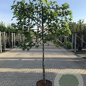 Liquidambar styraciflua 14-16 HA 45L lei 150x150 150 cm stam