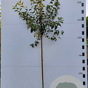 Malus 'Red Sentinel' 10-12 cm 40L