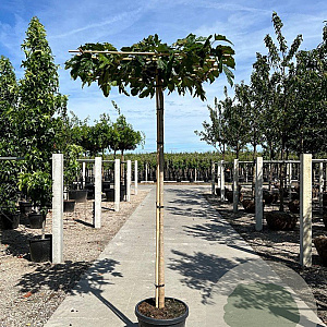 Morus alba 'Fruitless' 10-12 HO 40L dakvorm 240 cm stam vierkant