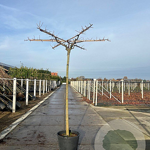 Morus alba 'Fruitless' 14-16 HO 40L dakvorm 240 cm stam vierkant